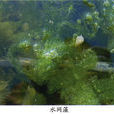 水網藻 水網藻