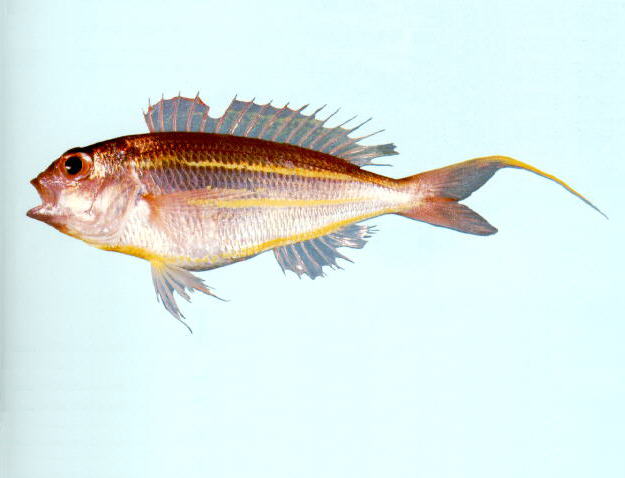 深水金線魚