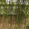 甜筍竹 甜筍竹