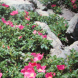 火鳳凰(薔薇屬植物新品種) 火鳳凰(薔薇屬植物新品種)