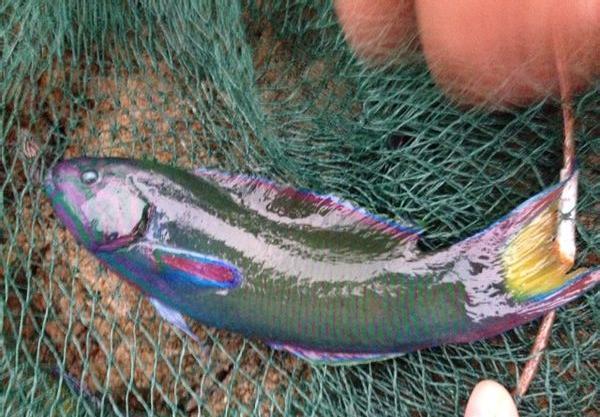 青衣龍魚 青衣龍魚