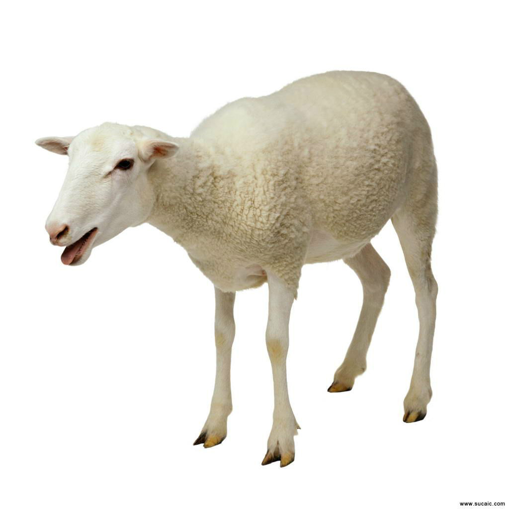 無角多賽特綿羊