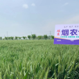 菸農19 菸農19