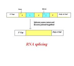 RNA加工修飾