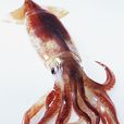 紡錘烏賊 紡錘烏賊
