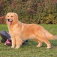 金毛尋回犬(金毛犬（寵物，犬種）)