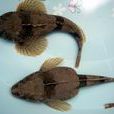 松江鱸魚(四鰓鱸魚)