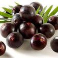 阿薩伊漿果(Acai berry) 阿薩伊漿果(Acai berry)