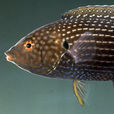 線紋阿南魚 線紋阿南魚