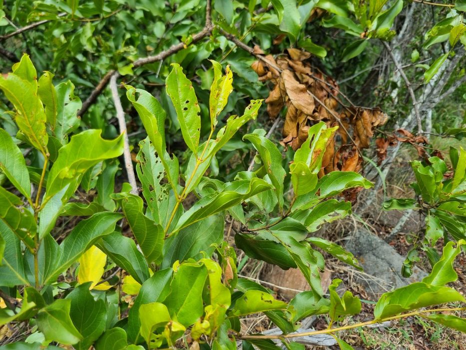 Combretum apiculatum