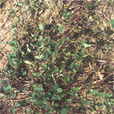 扁蓿豆 扁蓿豆