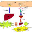 脂肪代謝