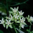白首烏(蘿藦科鵝絨藤屬植物)