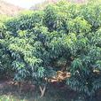 三叉苦(芸香目芸香科植物)
