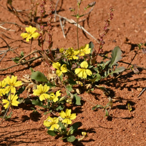 Goodenia peacockiana