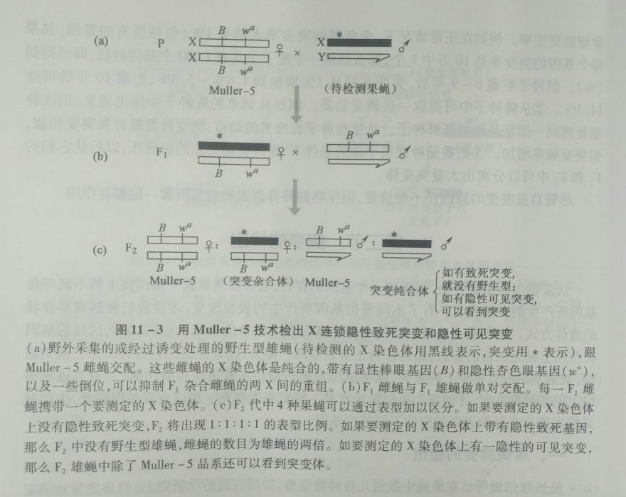 Muller-5品系 Muller-5品系