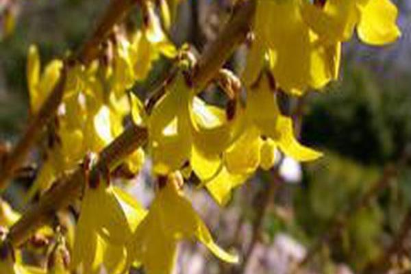Forsythia × intermedia \x27Courdijau\x27 GOLDEN PEEP Forsythia × intermedia \x27Courdijau\x27 GOLDEN PEEP