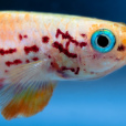 五彩琴尾魚 五彩琴尾魚