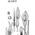 疏毛磨芋 疏毛磨芋