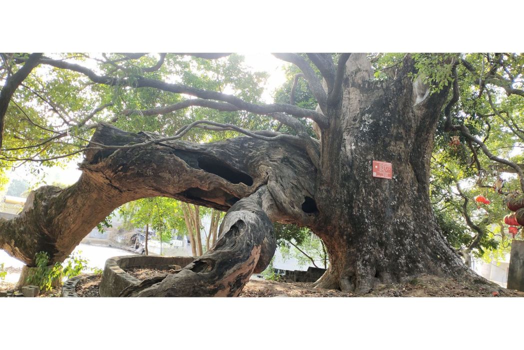 大坡村(玉林市容縣十里鎮下轄村) 大坡村(玉林市容縣十里鎮下轄村)