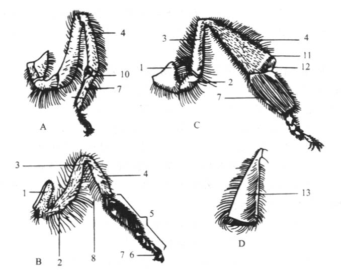 花粉櫛：基跗節（圖C9）內側的9－10 排硬刺