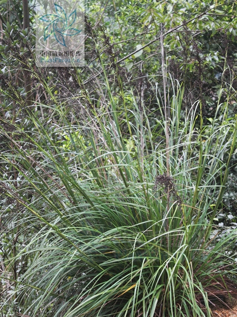 爪哇黑莎草 爪哇黑莎草