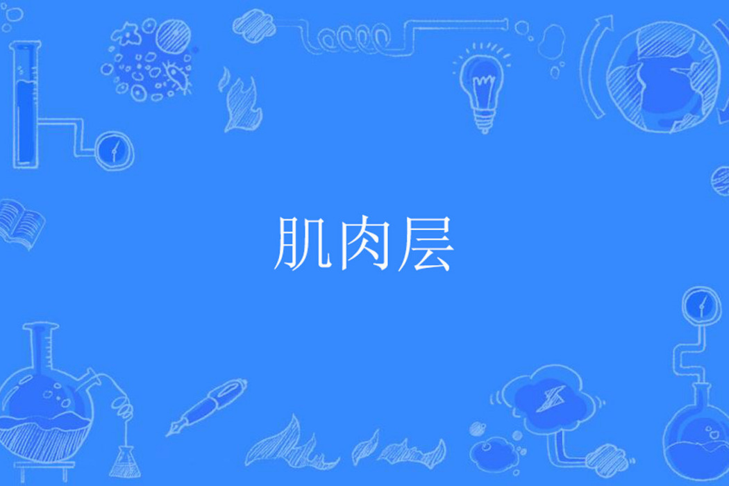 肌肉層 肌肉層