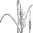 山澗草 山澗草