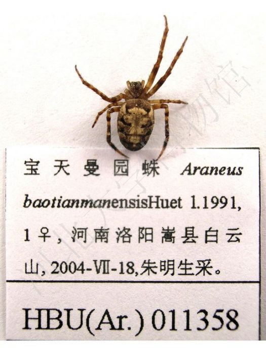 寶天曼園蛛 寶天曼園蛛
