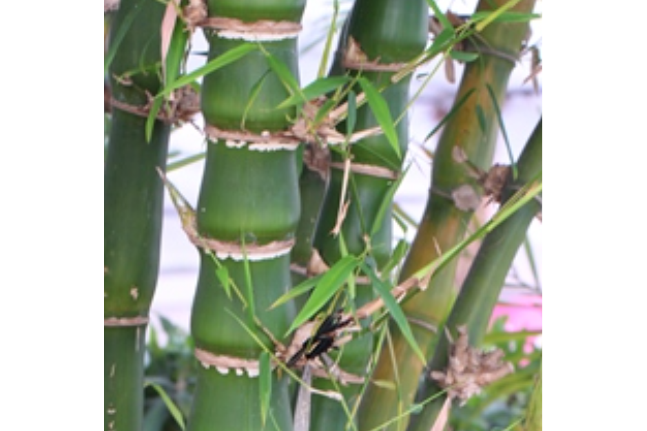 簕竹屬 簕竹屬