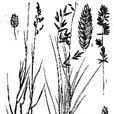 扭枝畫眉草 扭枝畫眉草