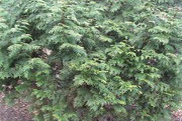 Thuja plicata \x27Zebrina\x27