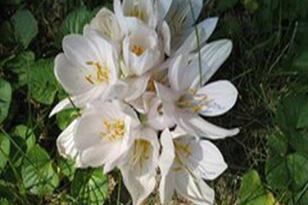 Colchicum byzantinum \x27Album\x27 Colchicum byzantinum \x27Album\x27