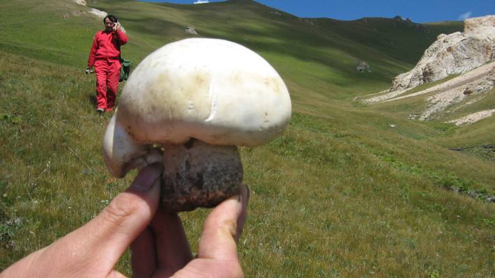 巴音布魯克蘑菇