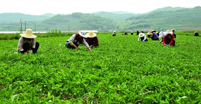 西和縣大香山農林產業農民專業合作社
