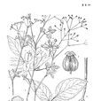 細軟茴芹 細軟茴芹