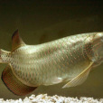 澳洲硬仆骨舌魚(珍珠龍魚) 澳洲硬仆骨舌魚(珍珠龍魚)