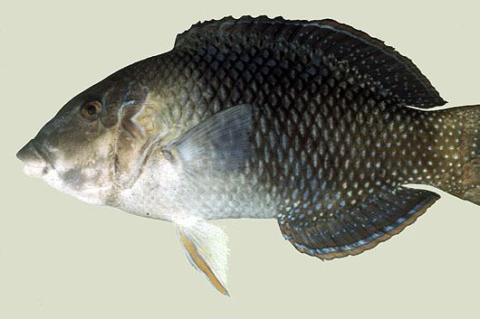 黑鰭粗唇魚 黑鰭粗唇魚