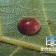 暗紅瓢蟲 暗紅瓢蟲