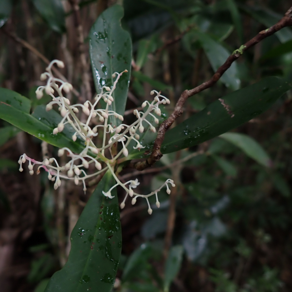 Tapeinosperma psaladense