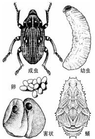 華山松球果象