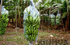 哥斯大黎加特產——香蕉