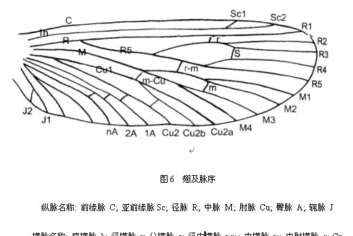 翅脈相 翅脈相