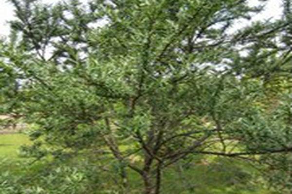 Hippophae rhamnoides Hippophae rhamnoides