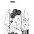棱刺錐 棱刺錐