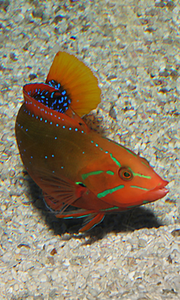 露珠盔魚