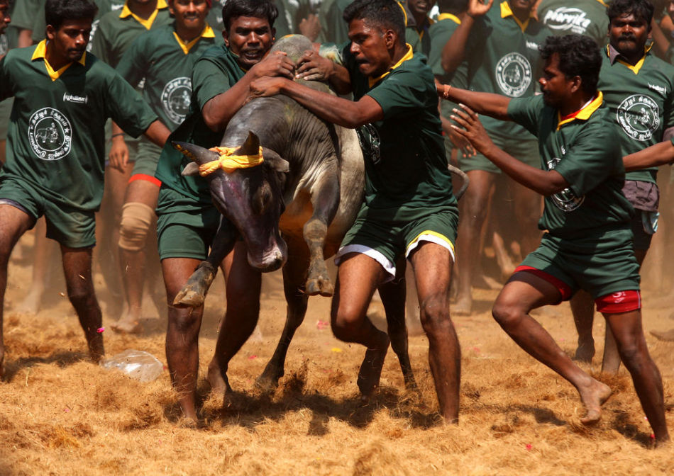 印度傳統馴牛節上演鬥牛大戰