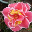 閃爍(山茶屬栽培品種) 閃爍(山茶屬栽培品種)