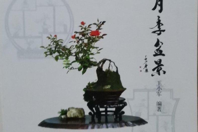 月季盆景 月季盆景