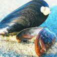 紫殼菜蛤